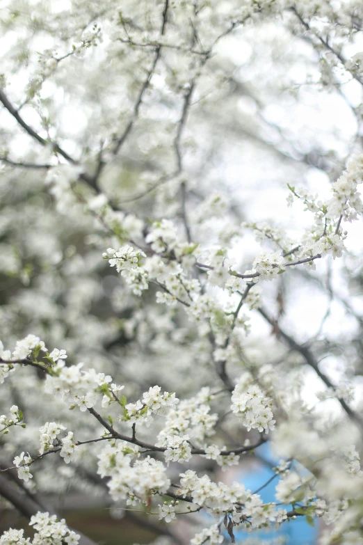 a close - up po of white flowers on a tree