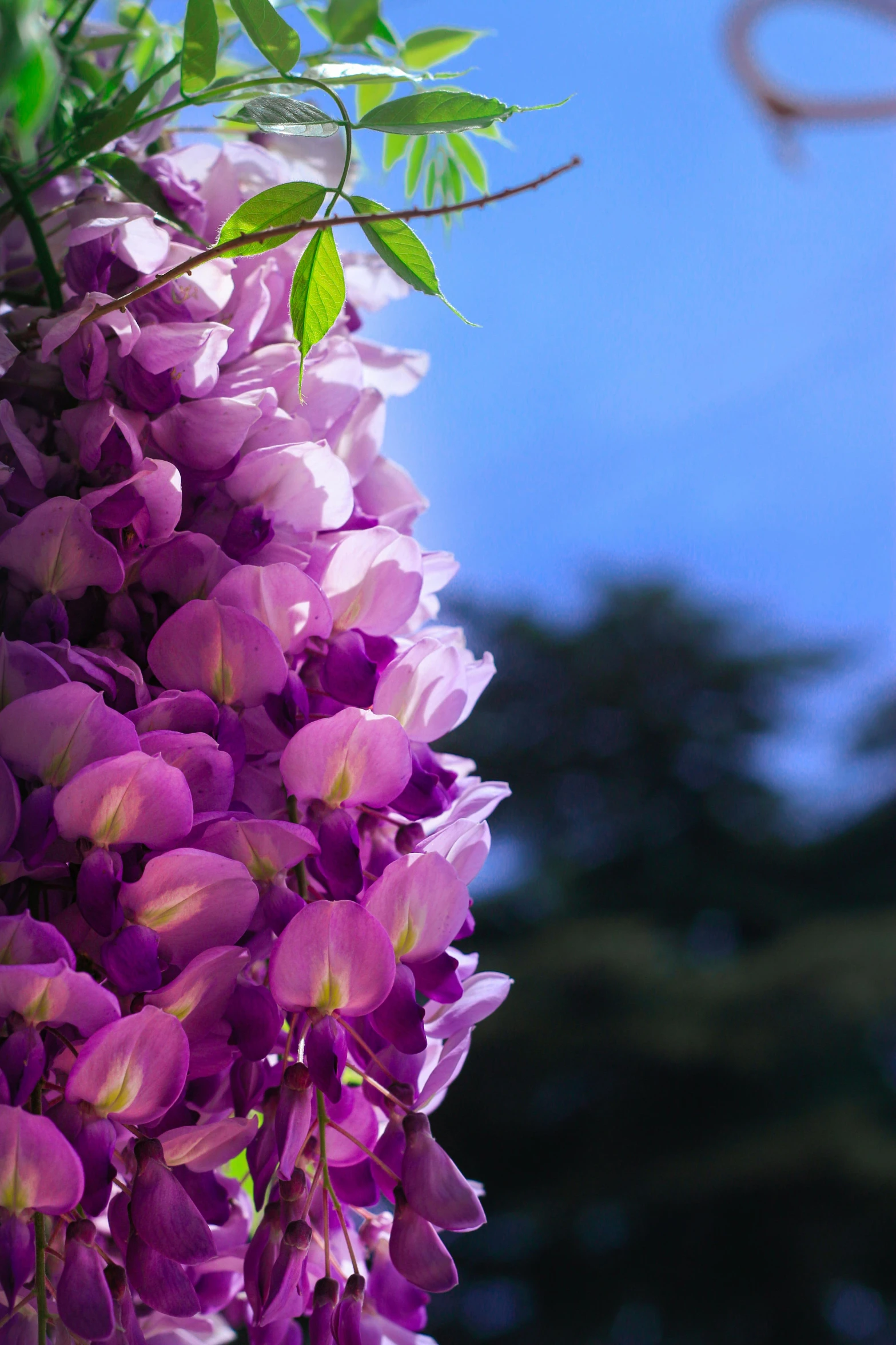 a closeup of many bright purple flowers