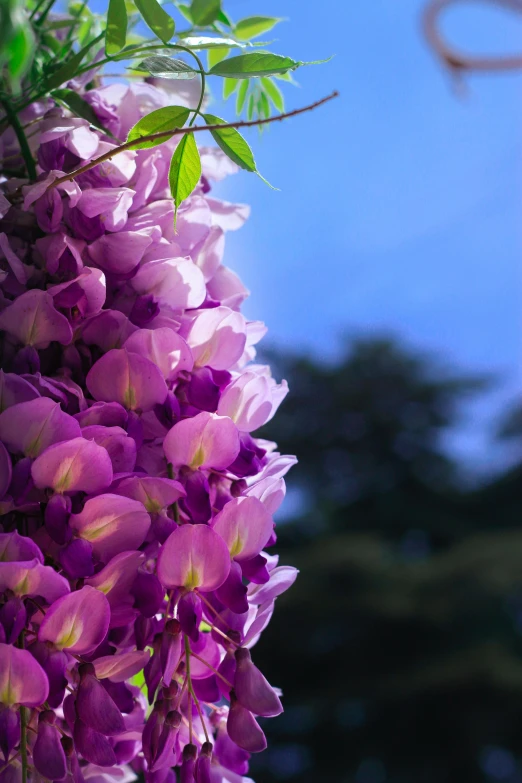 a closeup of many bright purple flowers