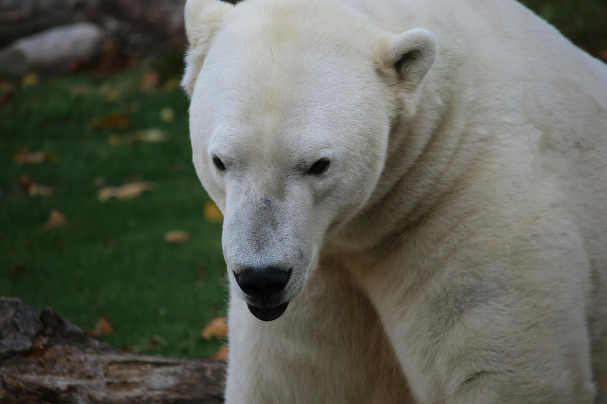 a polar bear standing on its hind legs in the grass