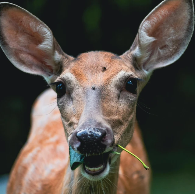 a deer is chewing on a flower while looking at the camera