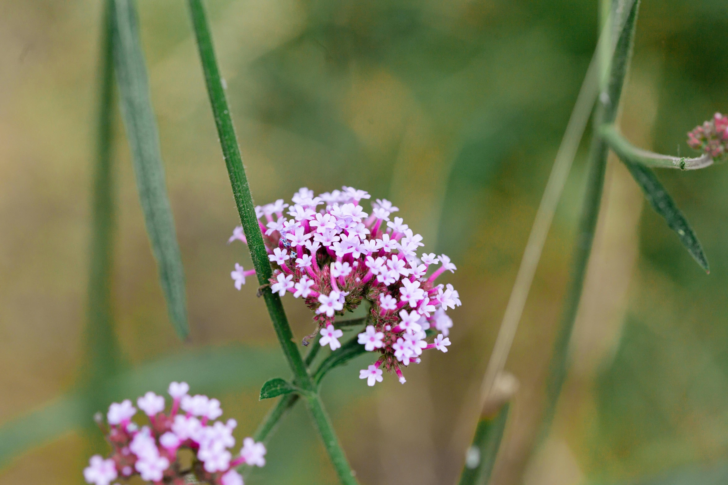 some pink and white flowers on a stalk