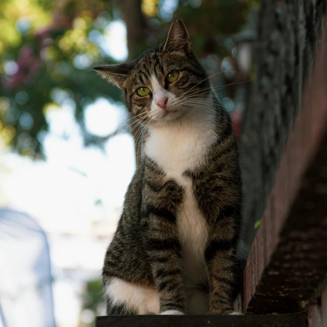 a cat sits and looks at the camera