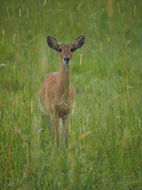 an animal that is standing in some grass