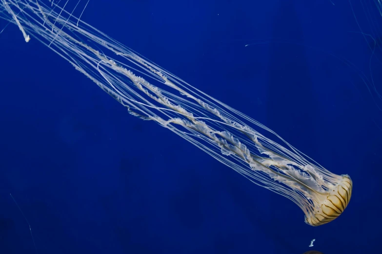 a blue and white octo swimming underneath water