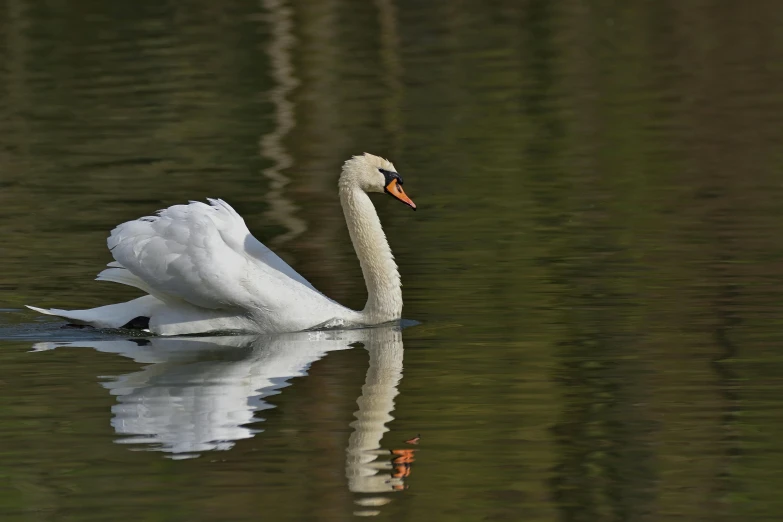 the swan swims along a water surface at the moment of takeoff