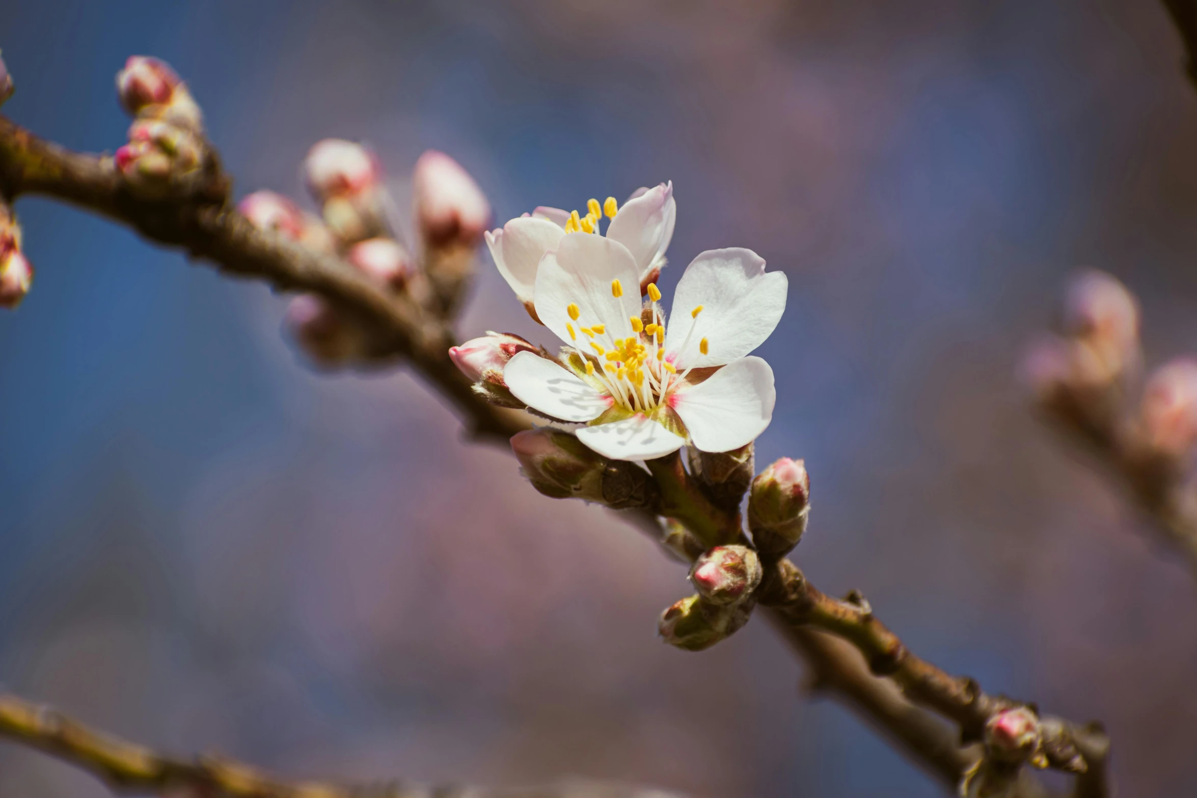 this is an image of a nch with flowers