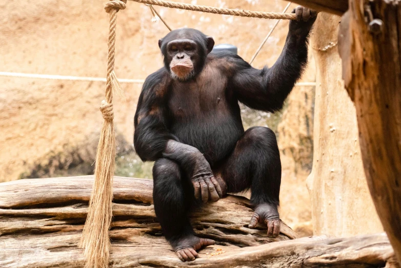 a large adult gorilla sitting on top of a tree