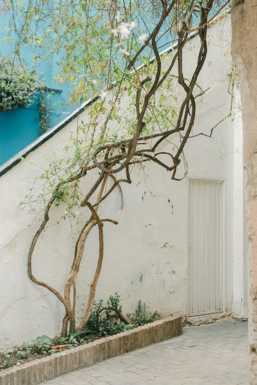 tree in front of a white building with a blue sky