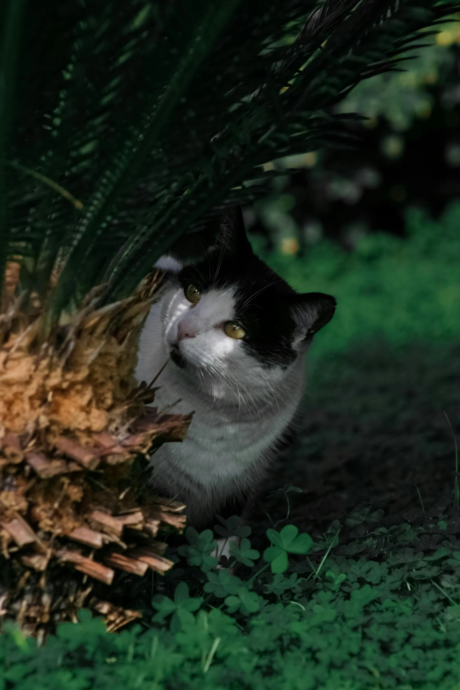 a white black and gray cat a pineapple and some plants