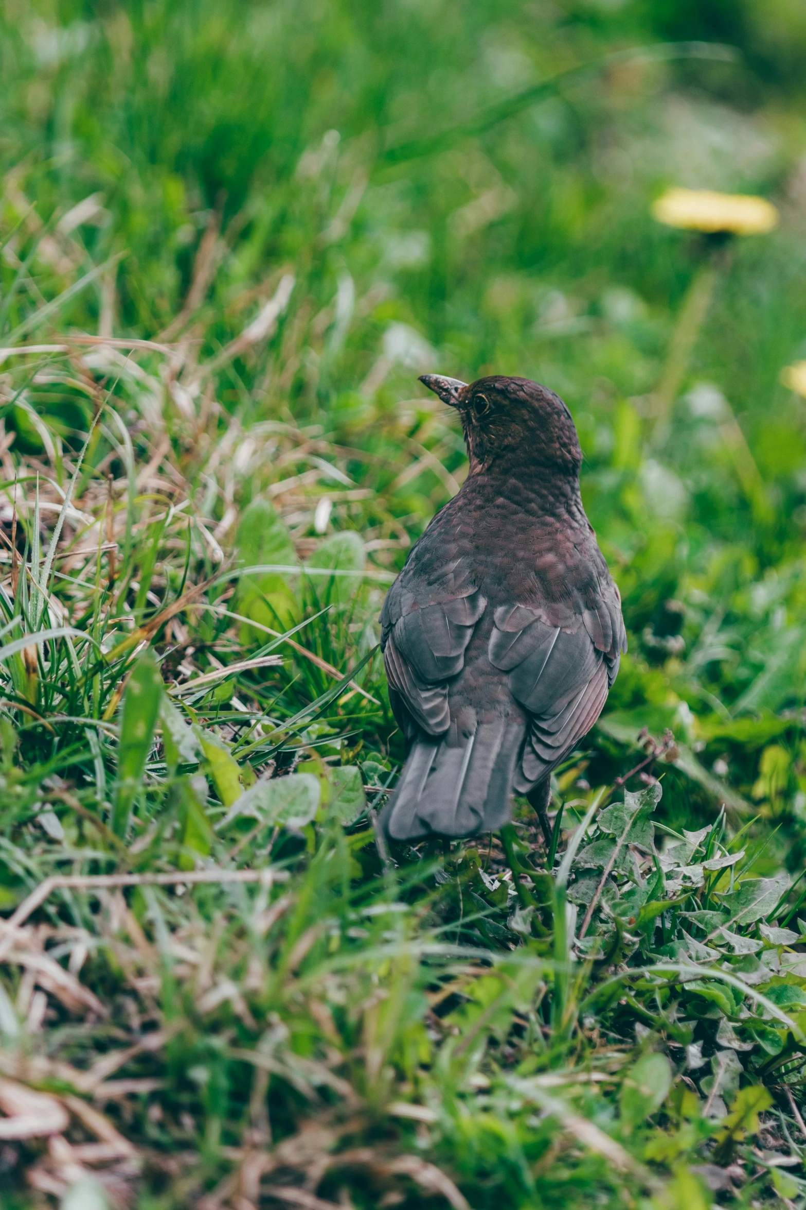 a bird with black wings sitting in some tall grass