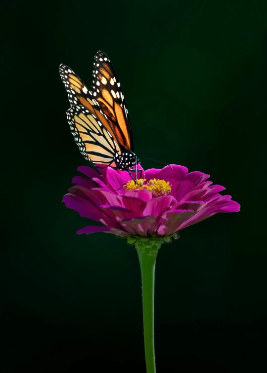 erfly standing on flower in green background