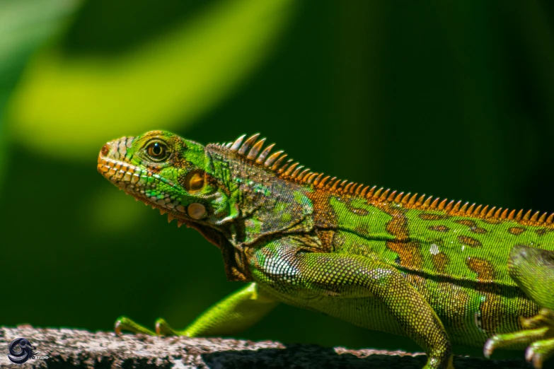 the green lizard is on the nch looking around