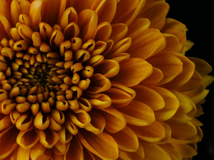 a close up of a very bright yellow flower