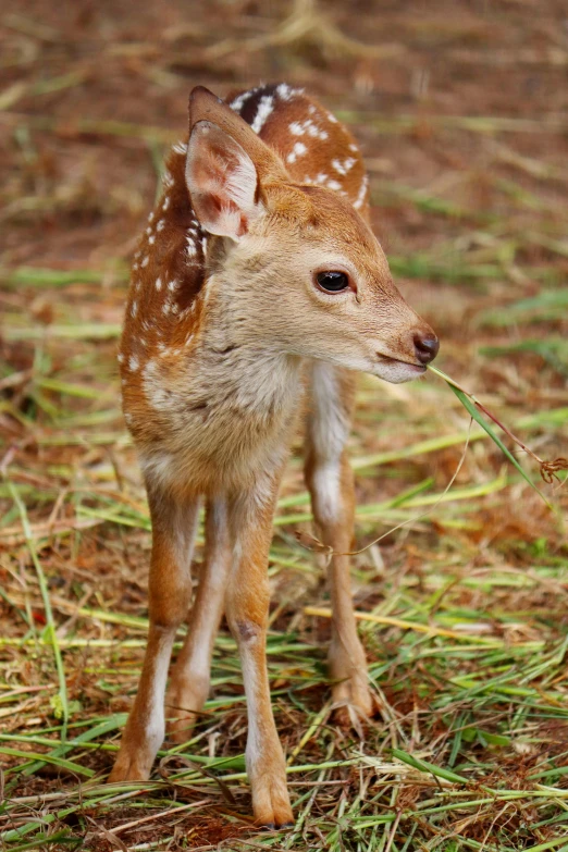 a small deer stands in grass with it's face looking away
