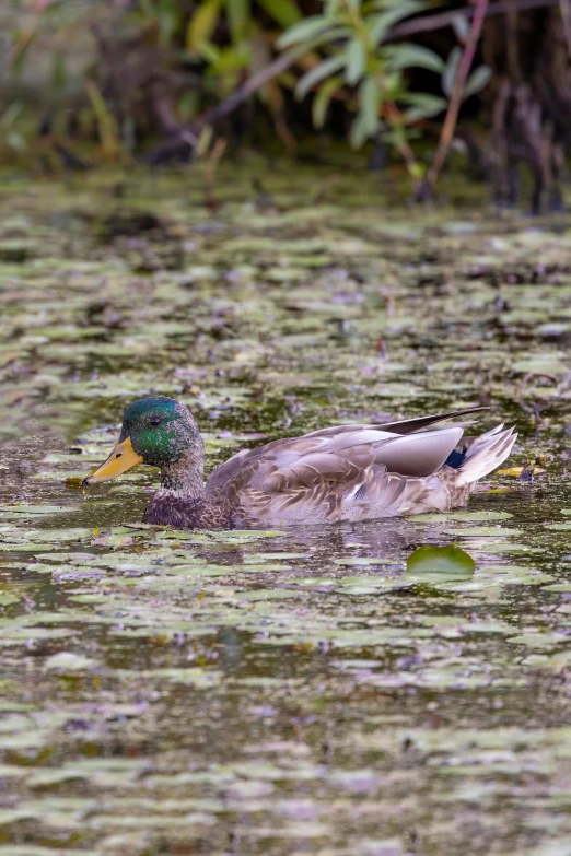 a duck swims in the shallow green water