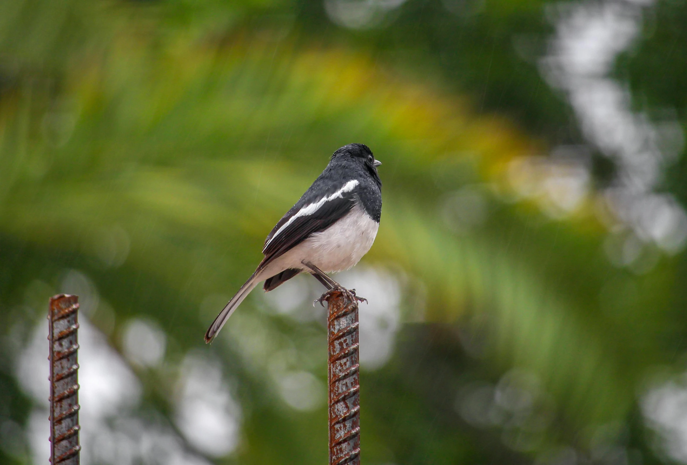 a black white and gray bird sitting on a brown stand