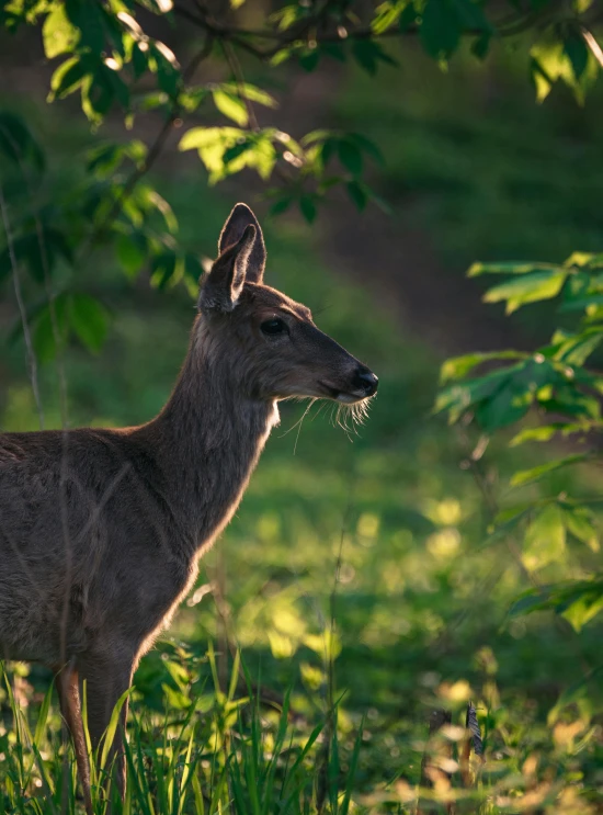 small, brown deer in grass surrounded by foliage