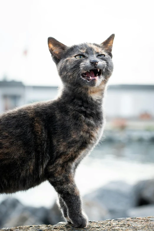 a cat with its mouth open, showing teeth