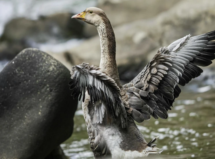 there is a bird with its wings extended