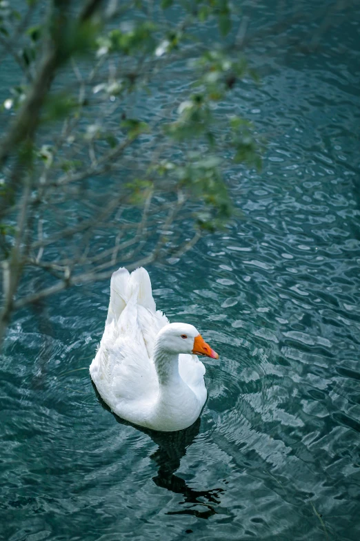 a white swan with orange beak swimming in a body of water