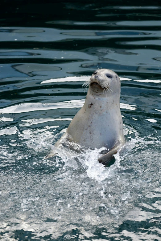 a seal swimming on top of a body of water