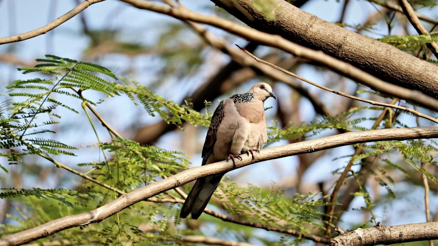 a large bird perched on top of a tree nch