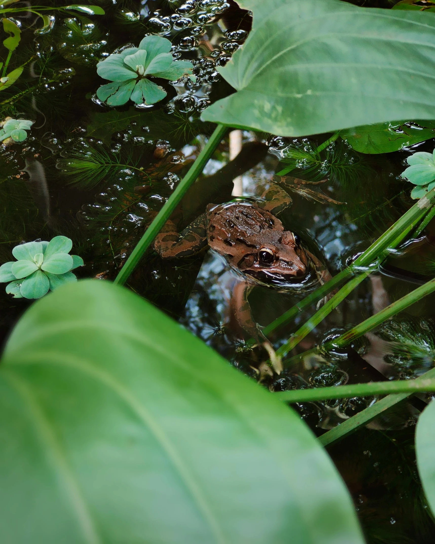 a frog that is sitting in the water