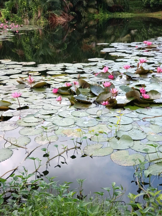 the lily pads are growing on the water and around the lily pad