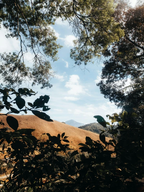 a leafy tree with mountains in the background