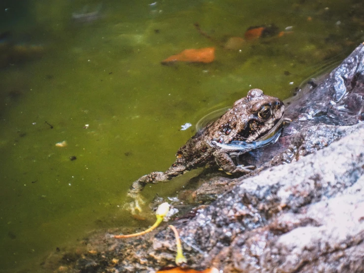 a frog standing on the top of a large rock in water