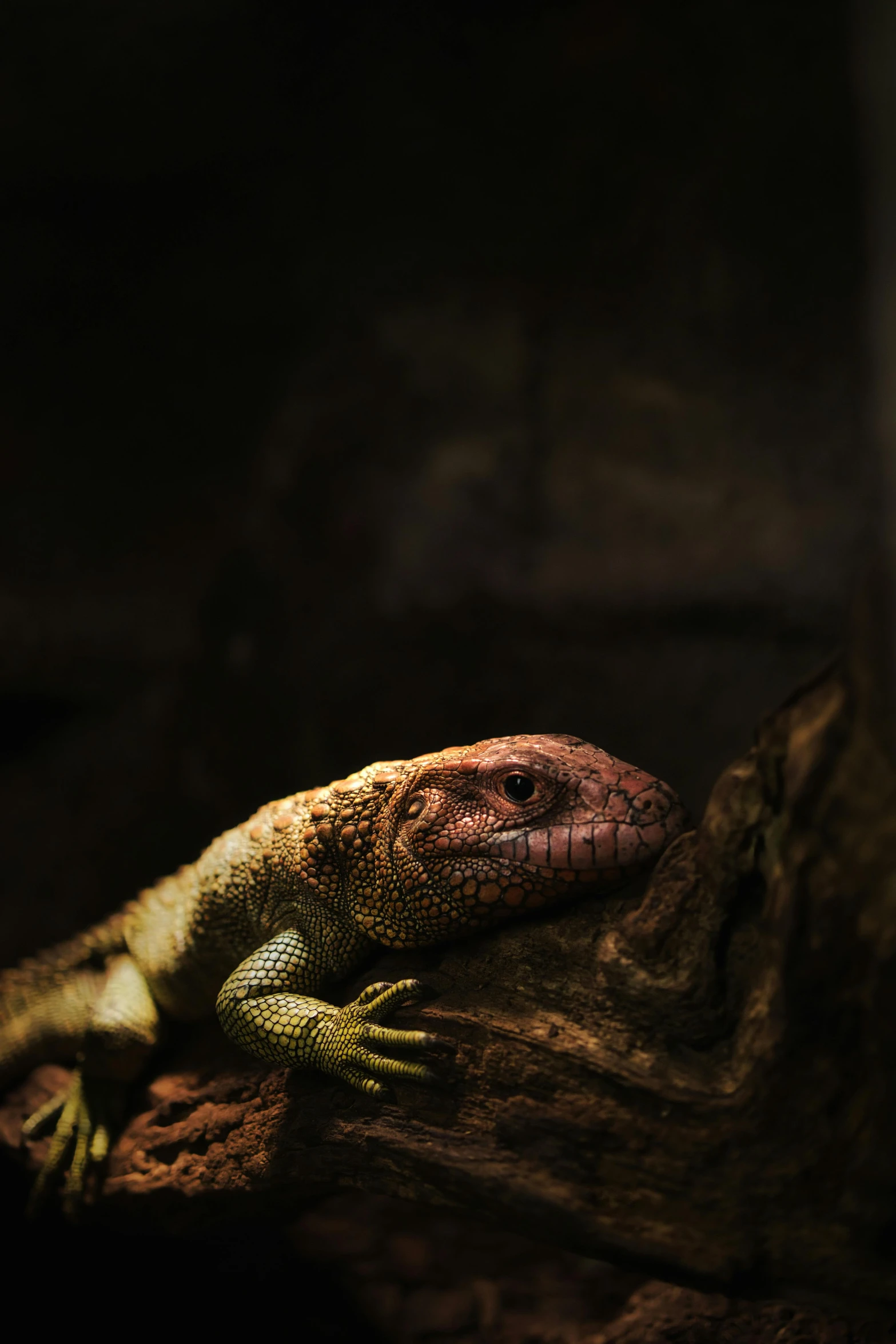 a lizard is resting on the rock near water