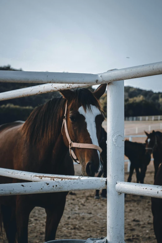 some horses in a corral standing behind a gate