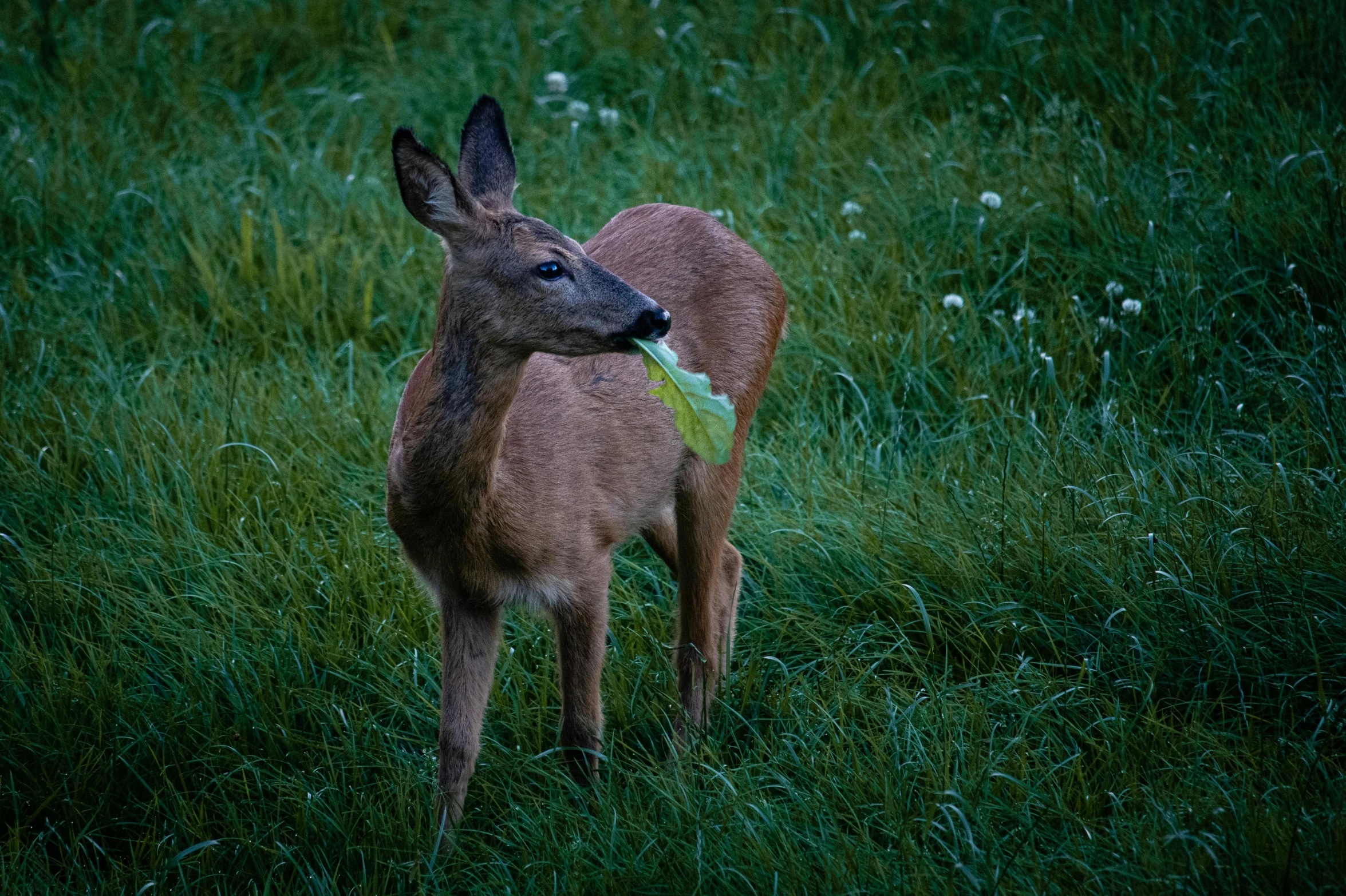 a young deer is looking on in the grass