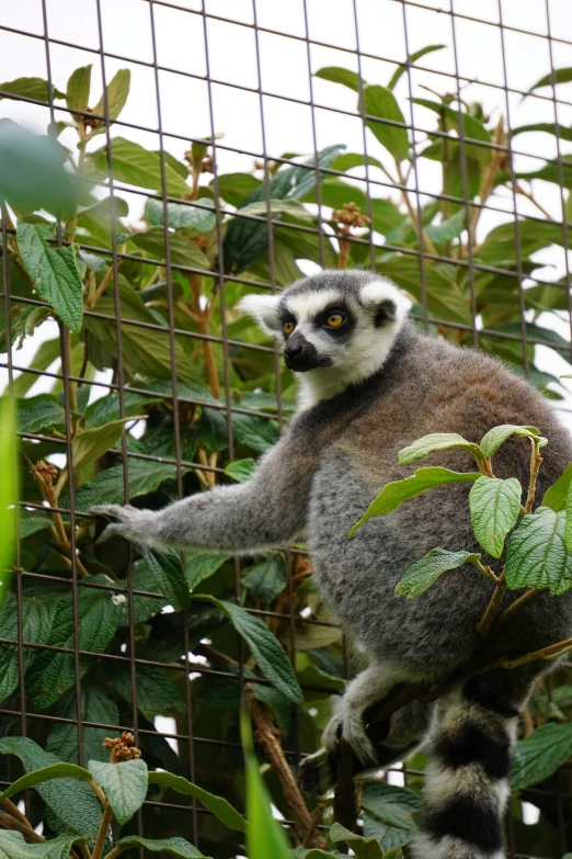 a lemur sitting on top of a tree next to a wire fence