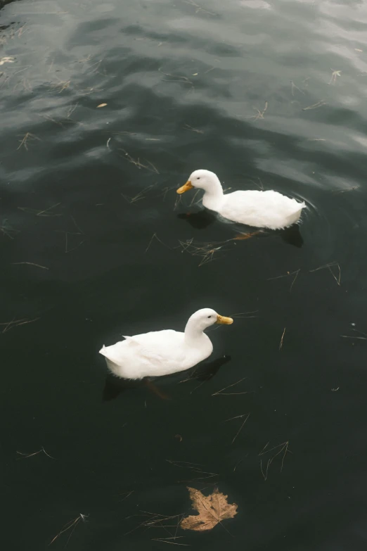 a pair of ducks swimming in the water