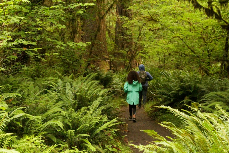 a couple of people walking through a lush green forest