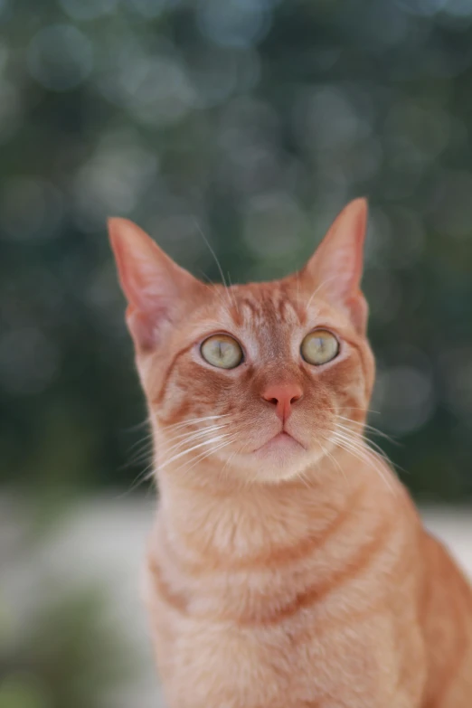 an orange cat looks ahead with a blurry background