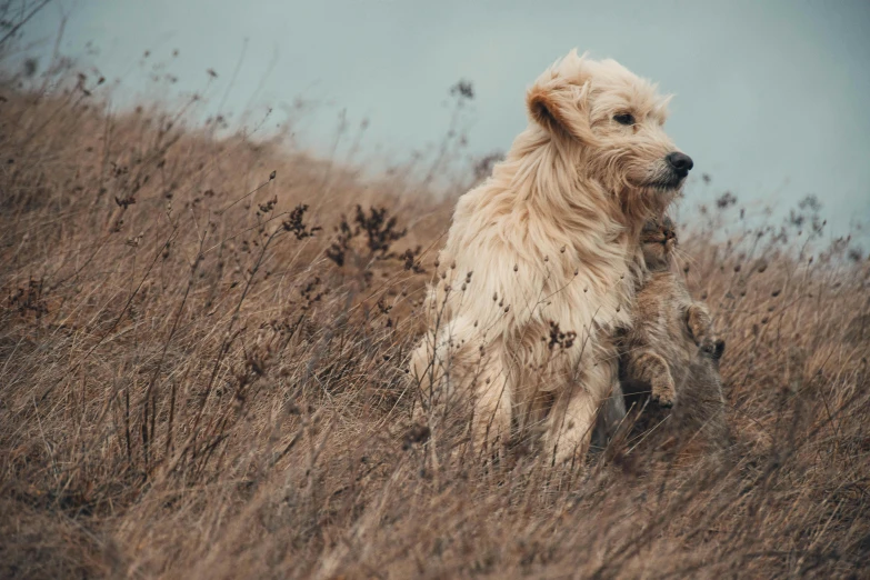 a furry brown dog walking through the tall dry grass