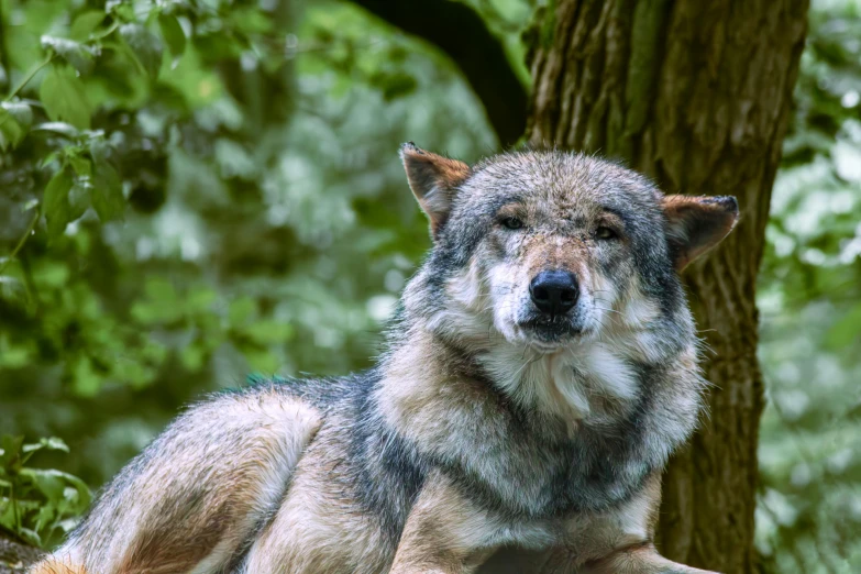 a wolf standing next to a tree in a forest