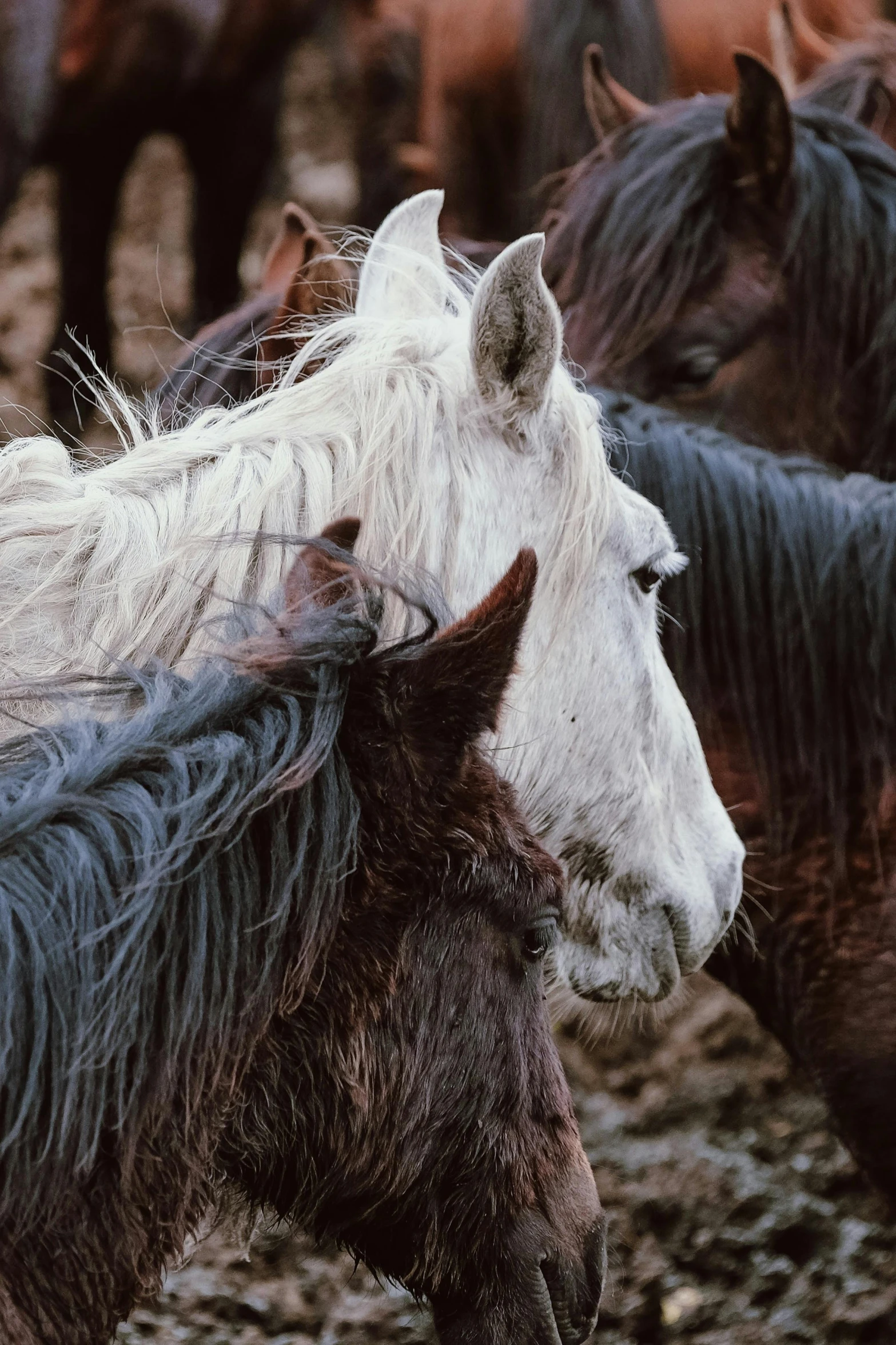 the horses are all looking towards the camera