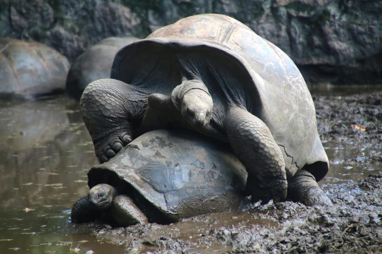 a large turtle on a rock in the water