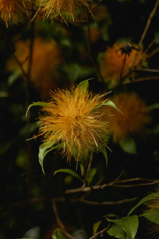 the nches of two yellow flowers with leaves