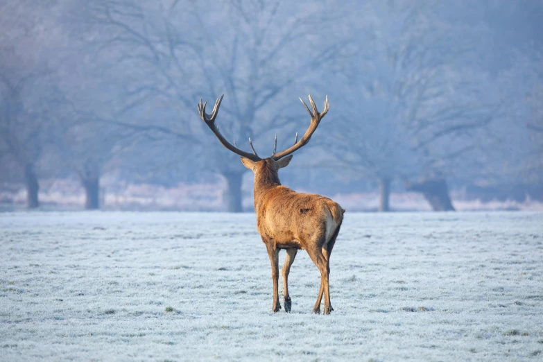 an image of an animal that is in the snow