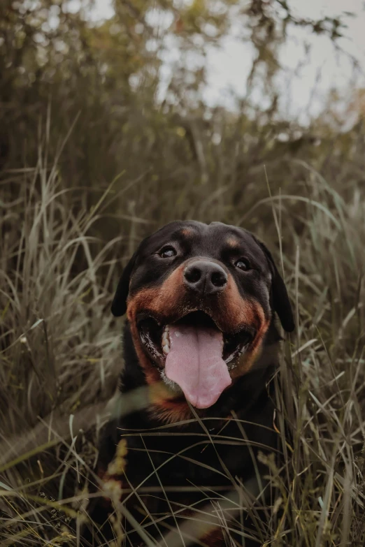 a black and brown dog laying in the grass with its mouth open