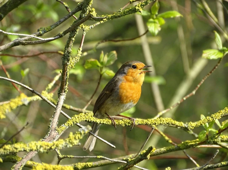 a little bird sitting on top of a nch