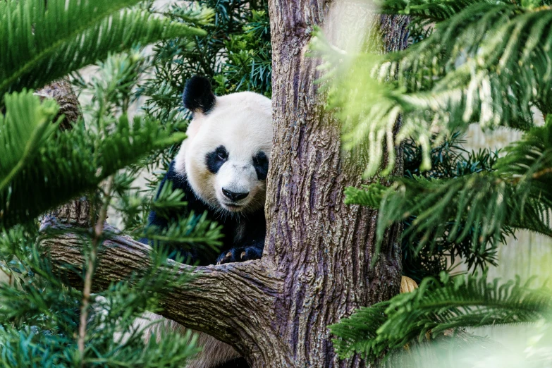 panda bear sitting up on the nch of a tree