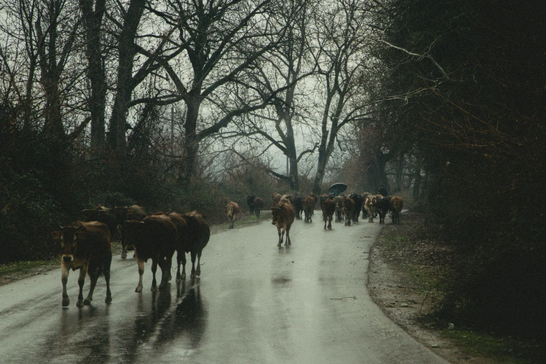 a herd of animals walking down a wet street