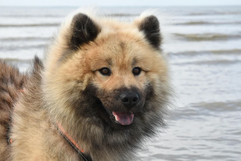 a big brown dog standing in front of the ocean