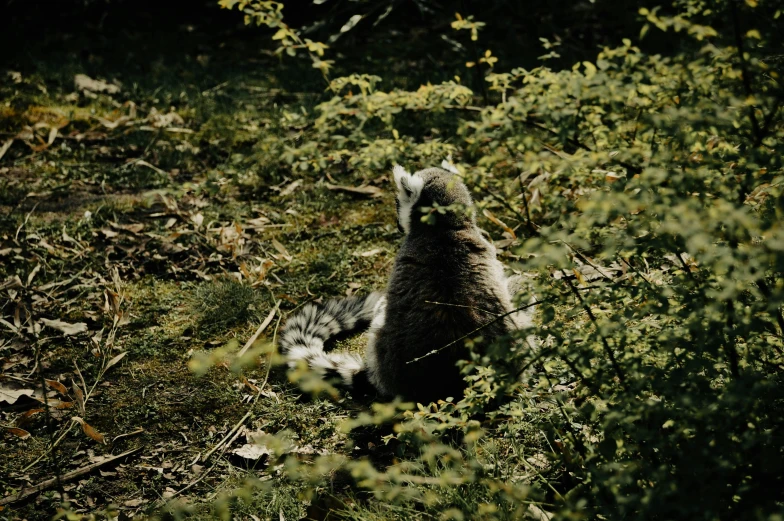 small, gray animal sitting in a bushy green forest
